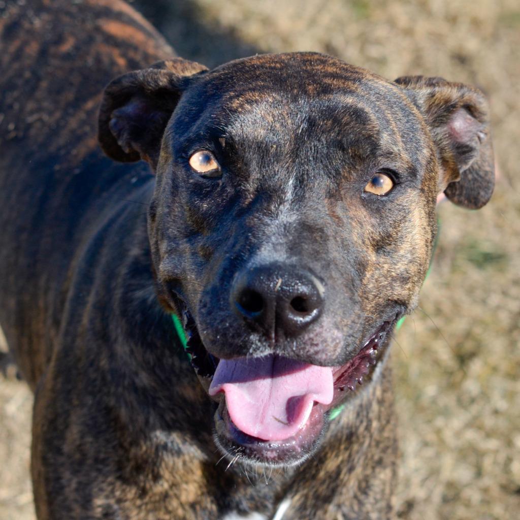 Enlarge Wynne, a Adoptable mixed breed in Quinlan, TX image 3/4