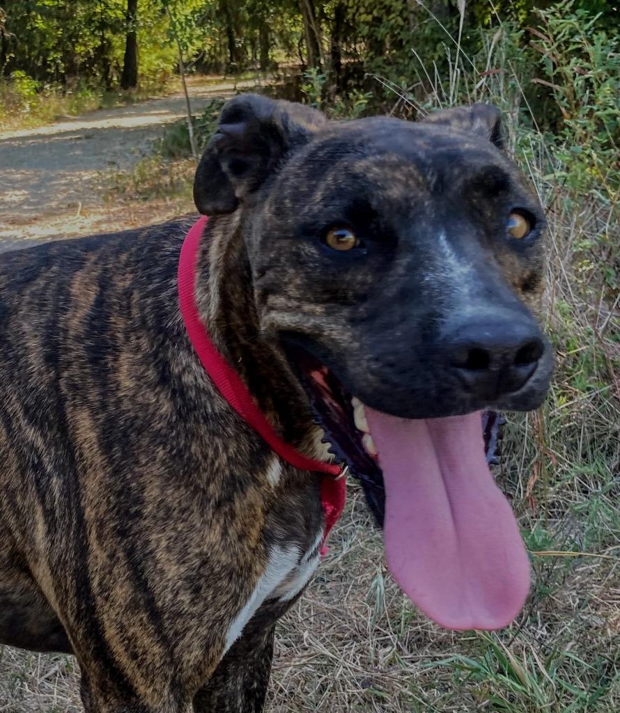 Enlarge Wynne, a Adoptable mixed breed in Quinlan, TX image 4/4