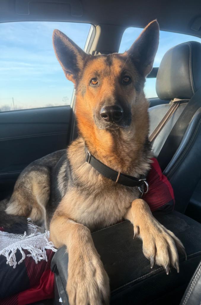Enlarge QUEENIE, a Adopted German Shepherd Dog in Quinlan, TX image 1/2