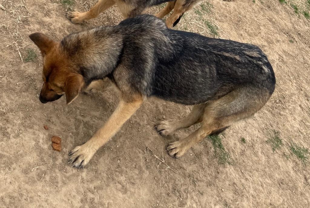 Enlarge QUEENIE, a Adopted German Shepherd Dog in Quinlan, TX image 2/2