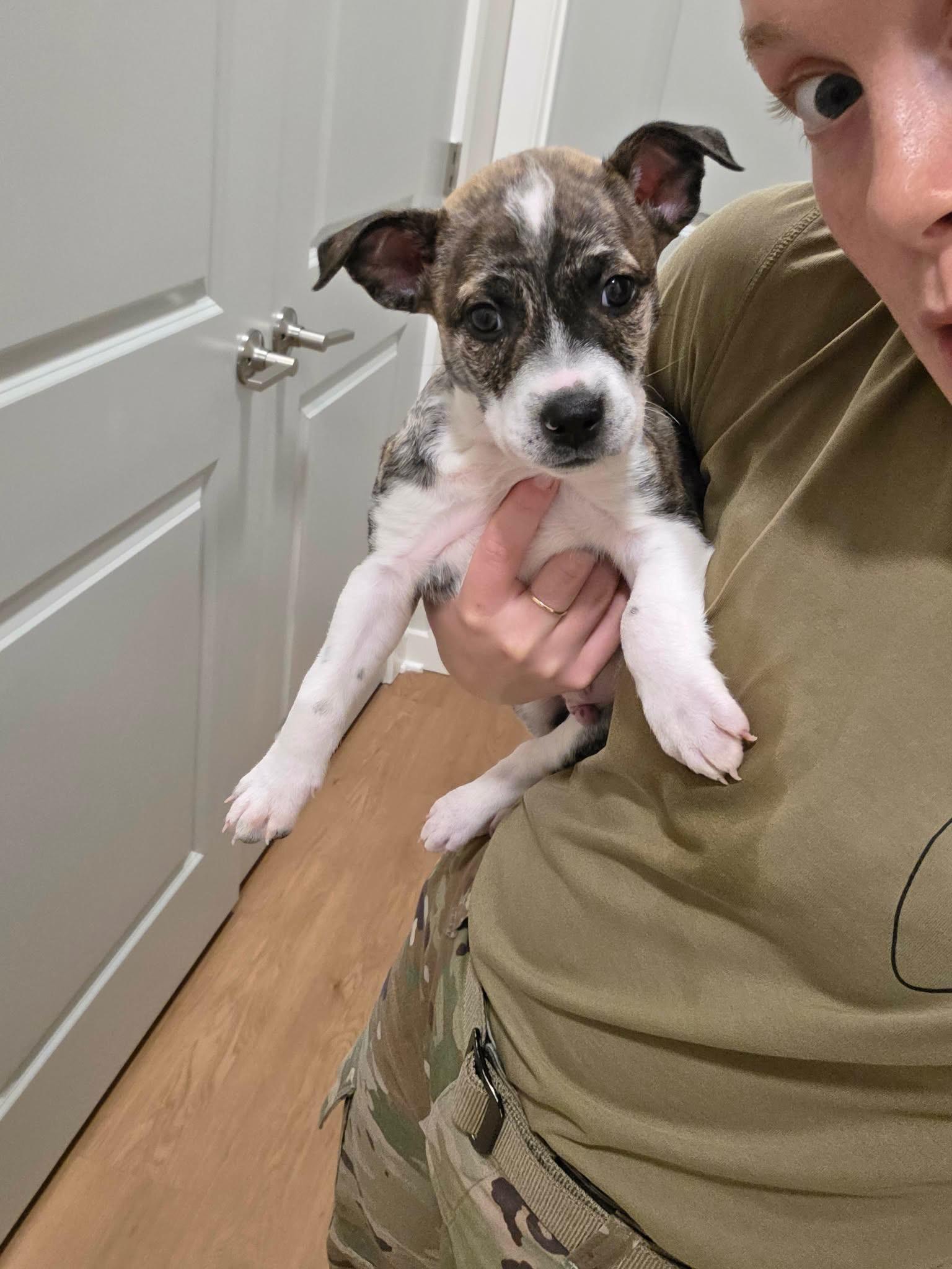 Enlarge Karter, a Adoptable mixed breed in Kingston, NY image 2/5