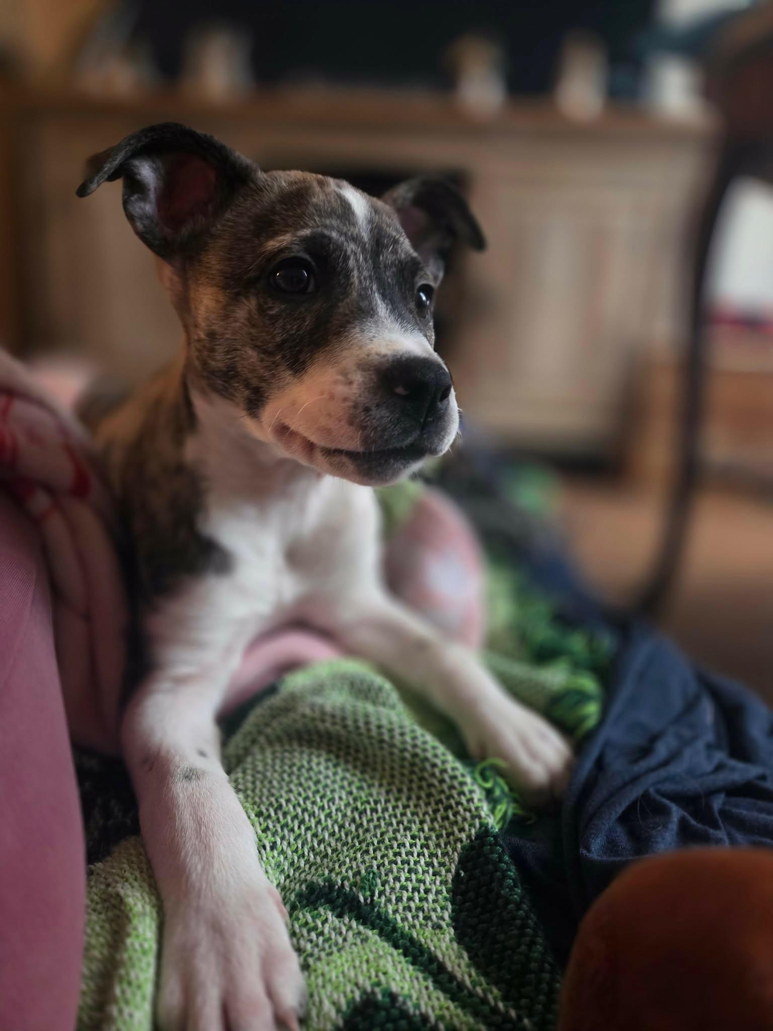 Enlarge Karter, a Adoptable mixed breed in Kingston, NY image 1/5