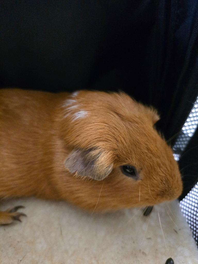 Enlarge Managua, a Adoptable Guinea Pig in Cincinnati, OH image 1/1
