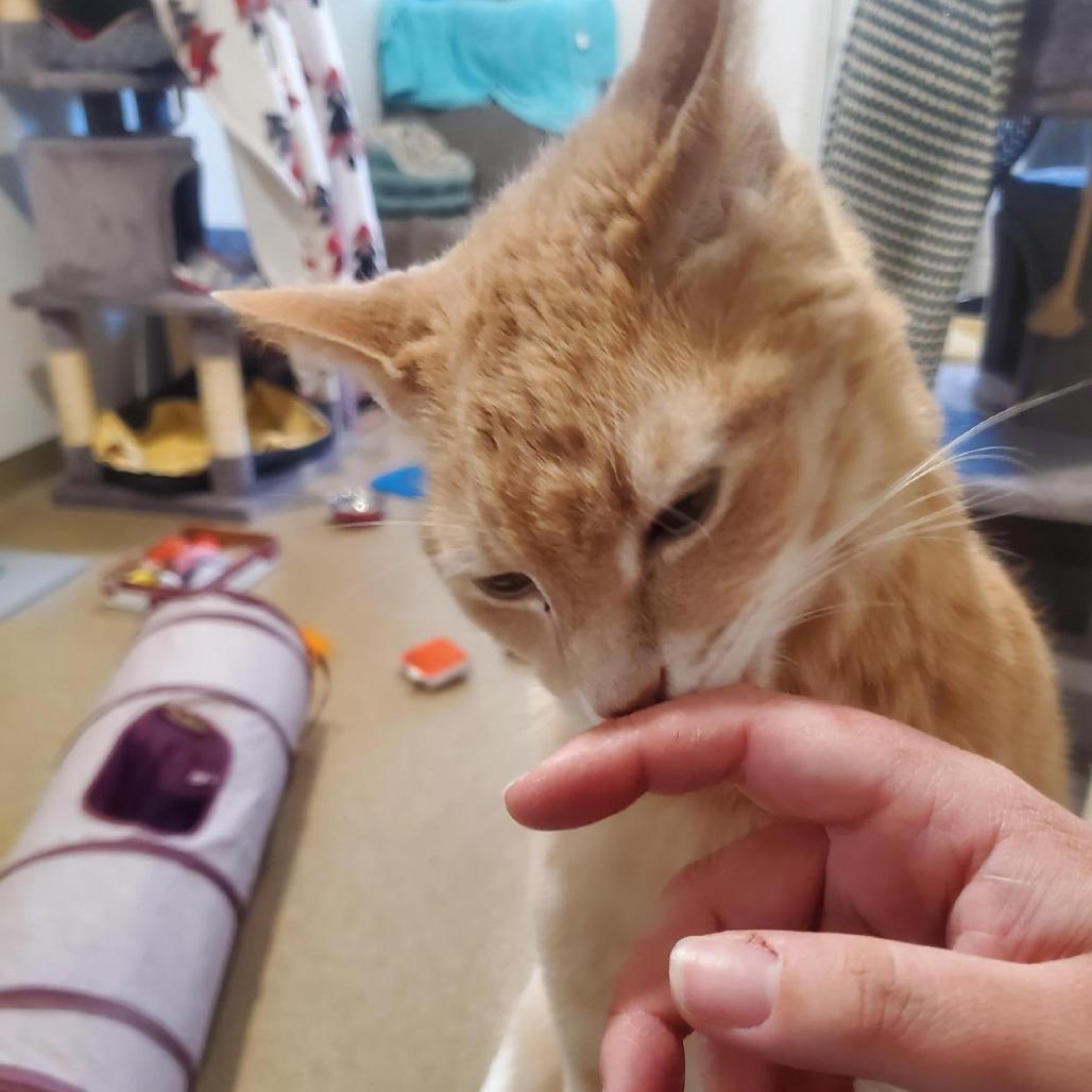 Tetley — thumbnail 2