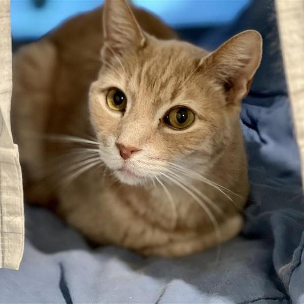 Tetley, a Adoptable Domestic Short Hair in Manchester, CT image 3/6