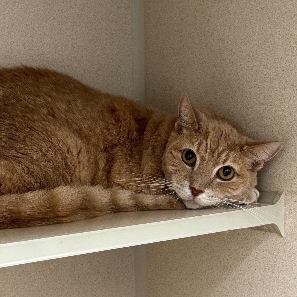 Tetley, a Adoptable Domestic Short Hair in Manchester, CT image 4/6