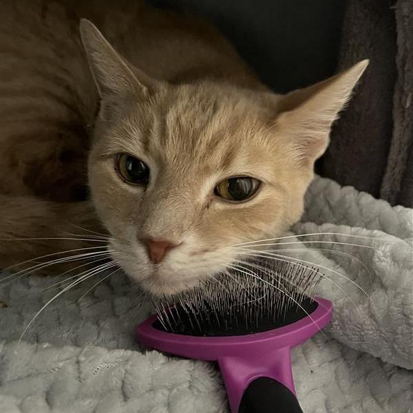 Tetley, a Adoptable Domestic Short Hair in Manchester, CT image 5/6