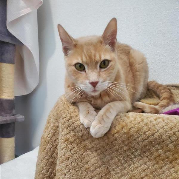 Tetley, a Adoptable Domestic Short Hair in Manchester, CT image 6/6