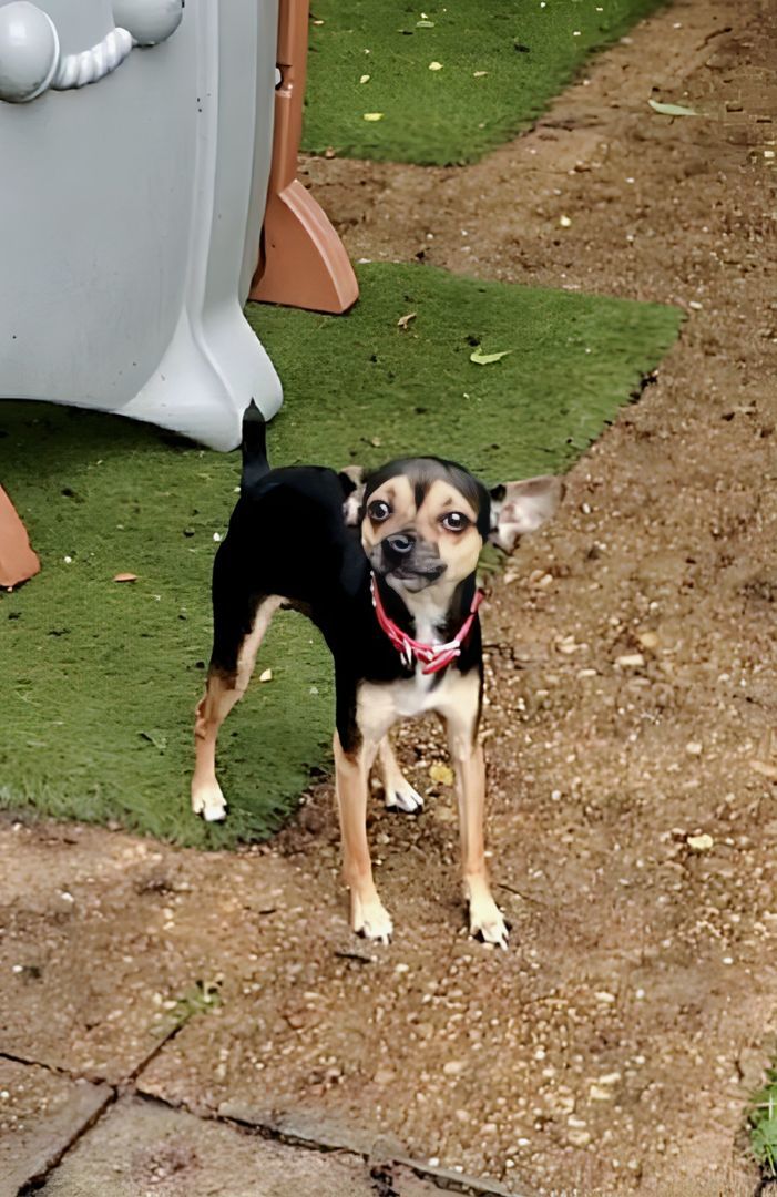 Enlarge AJ, a Adoptable mixed breed in Hampton, VA image 1/1
