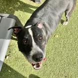 Enlarge Ty, a Adoptable mixed breed in Hilliard, OH image 2/2