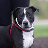 Ty, Adoptable, Senior Male Pit Bull Terrier.