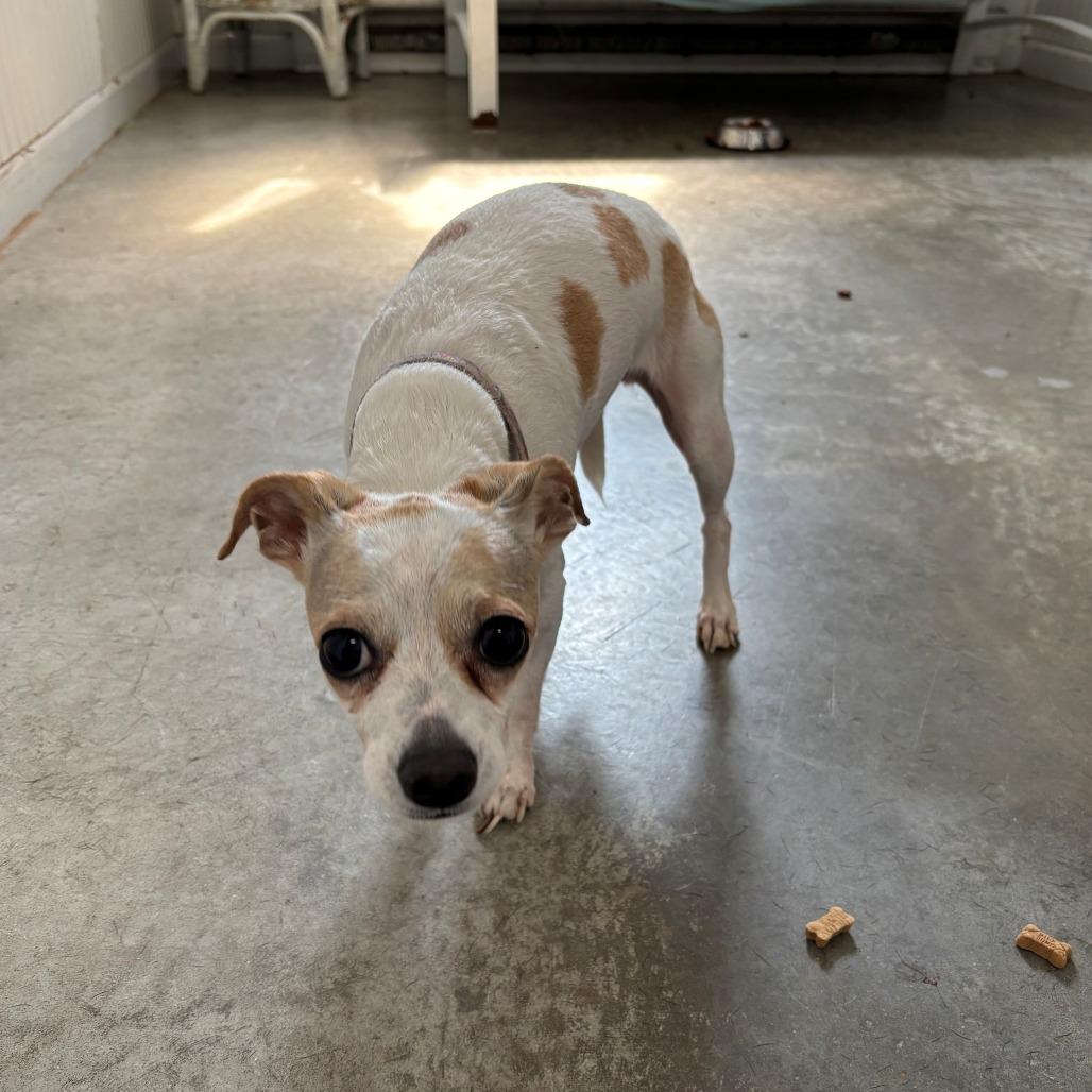 Josie, Adoptable, Senior Female Chihuahua.