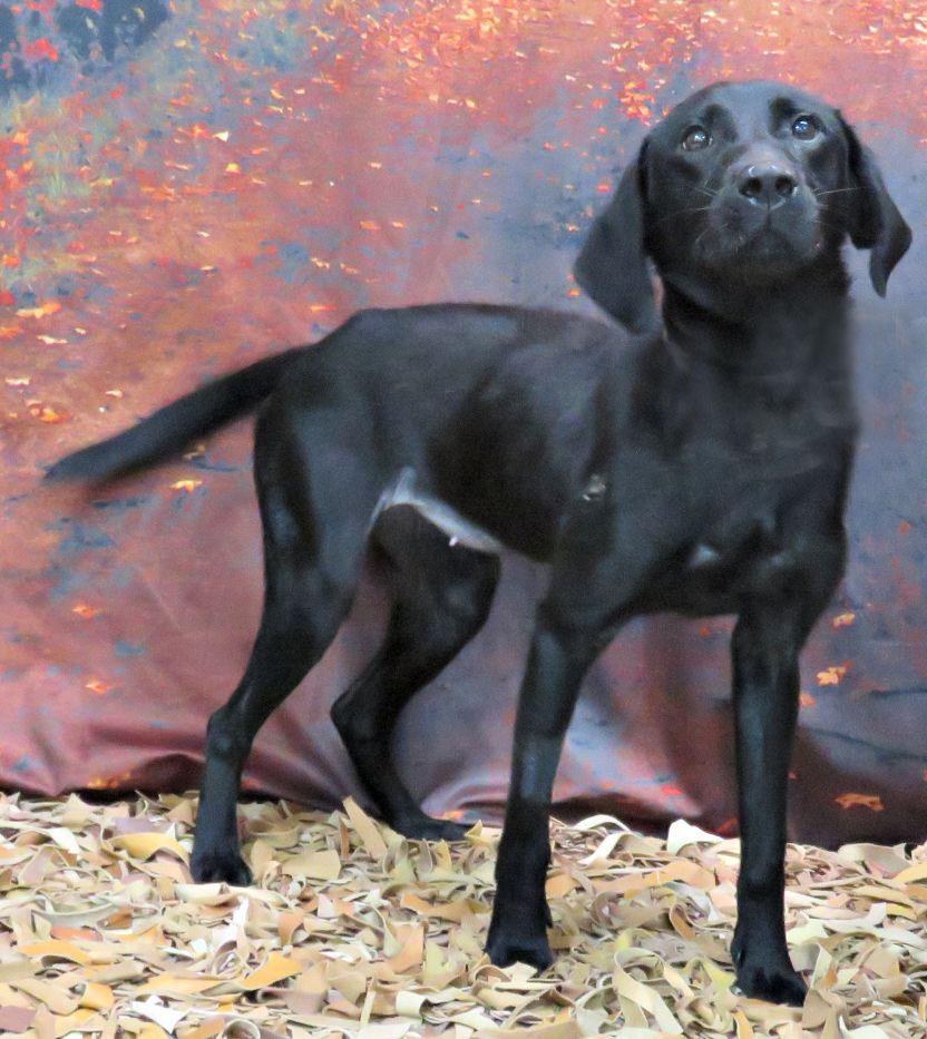 Enlarge Ember, a Adoptable mixed breed in Lexington, VA image 2/3