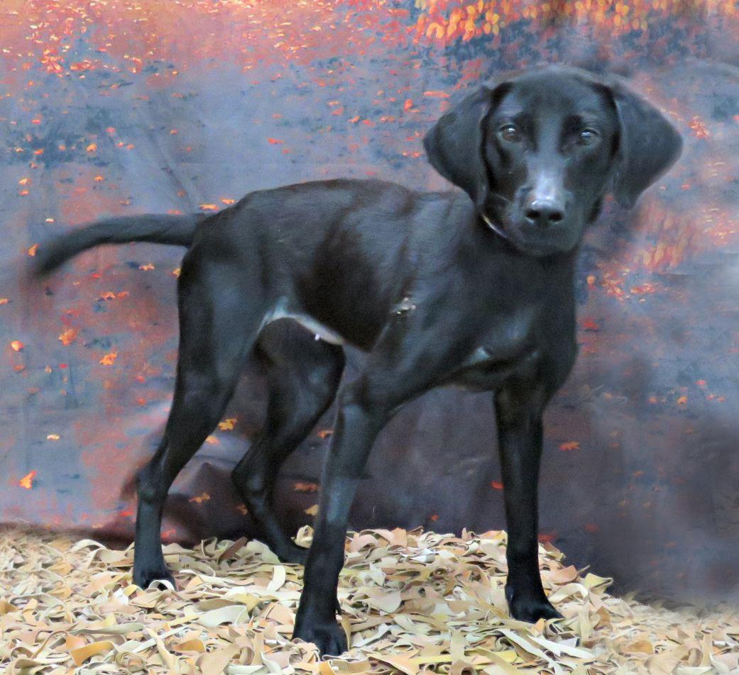 Ember, Adoptable, Young Female Labrador Retriever.
