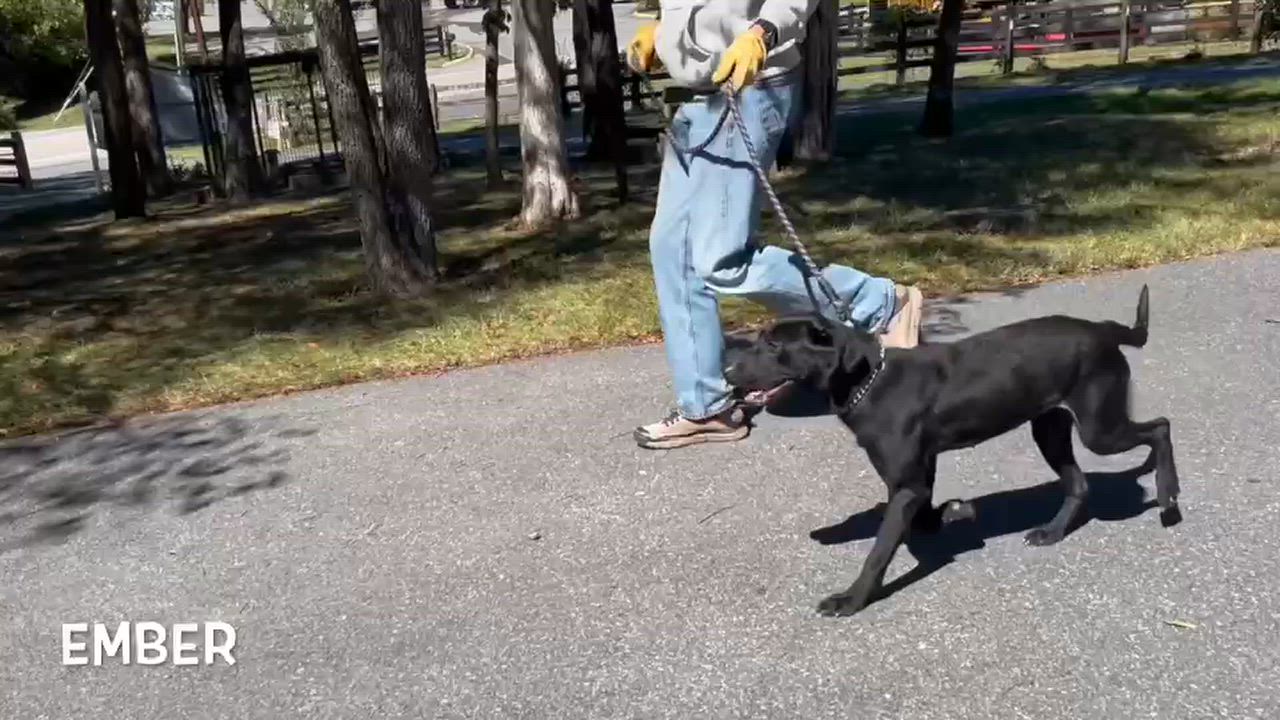 Enlarge Ember, a Adoptable mixed breed in Lexington, VA video 3/3