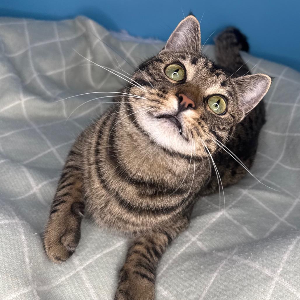 Fava Bean, Adoptable, Adult Male Domestic Short Hair.