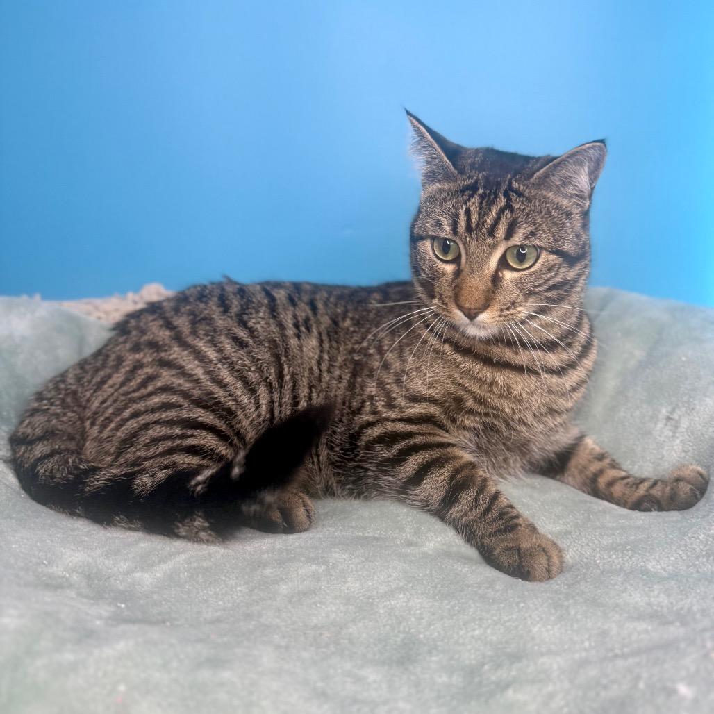 Fava Bean, a Adoptable Domestic Short Hair in San Antonio, TX image 1/4