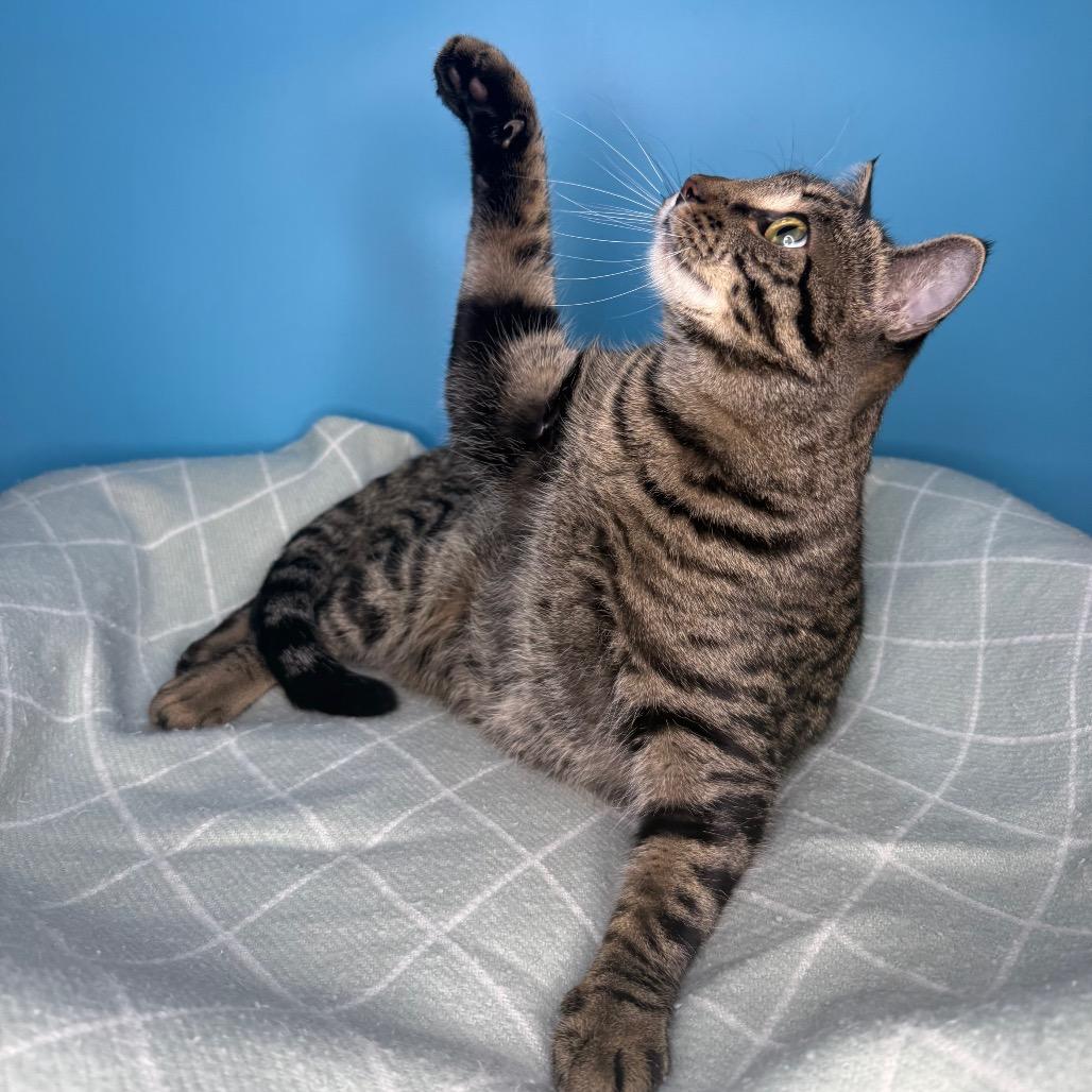 Fava Bean, Adoptable, Adult Male Domestic Short Hair.