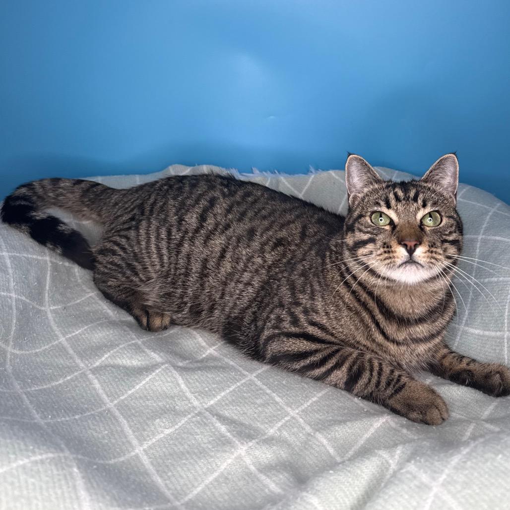 Fava Bean, a Adoptable Domestic Short Hair in San Antonio, TX image 2/6