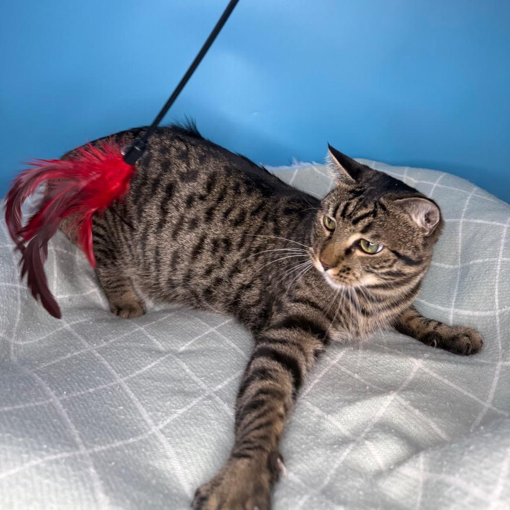Fava Bean, a Adoptable Domestic Short Hair in San Antonio, TX image 3/6