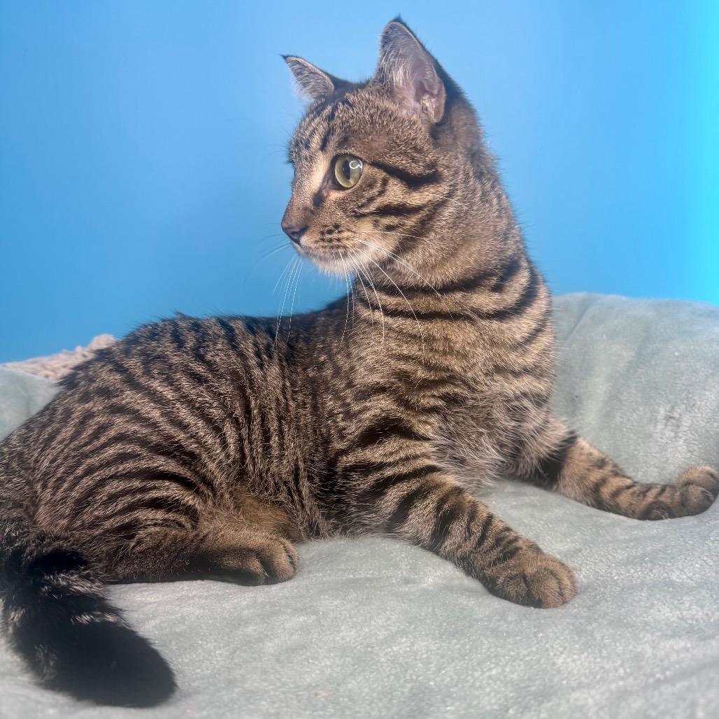 Fava Bean, a Adoptable Domestic Short Hair in San Antonio, TX image 2/4