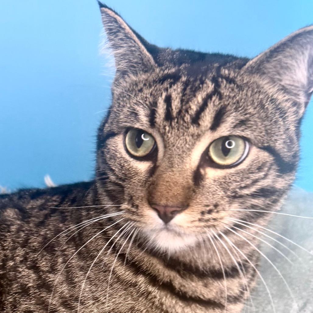 Fava Bean, a Adoptable Domestic Short Hair in San Antonio, TX image 3/4