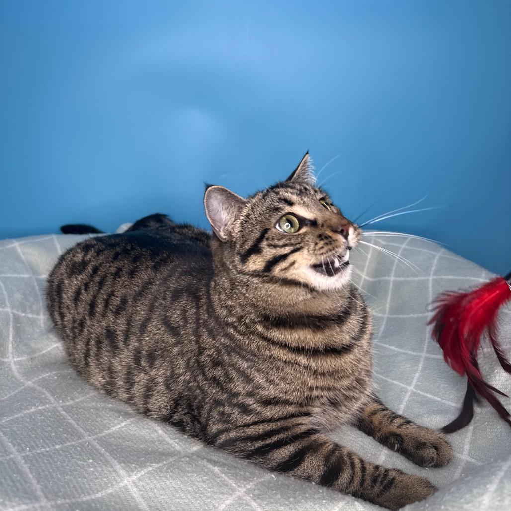 Enlarge Fava Bean, a Adoptable Domestic Short Hair in San Antonio, TX image 4/6