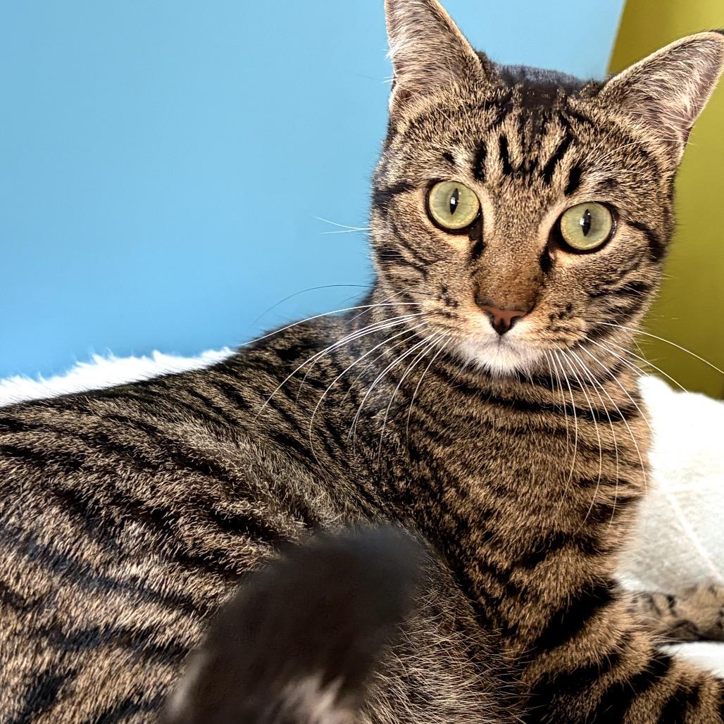 Fava Bean, a Adoptable Domestic Short Hair in San Antonio, TX image 4/6