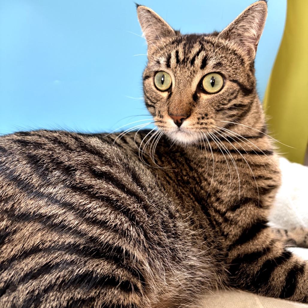 Fava Bean, a Adoptable Domestic Short Hair in San Antonio, TX image 5/6