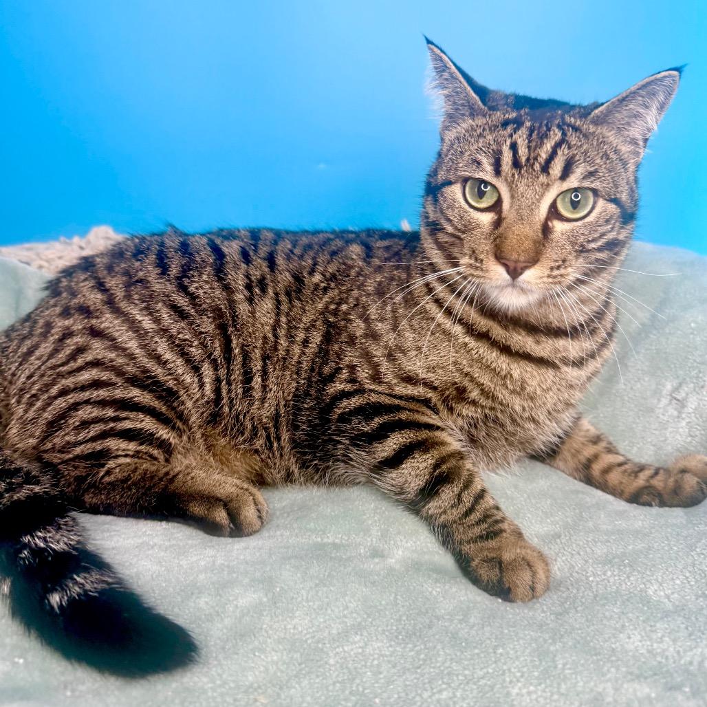 Fava Bean, a Adoptable Domestic Short Hair in San Antonio, TX image 4/4