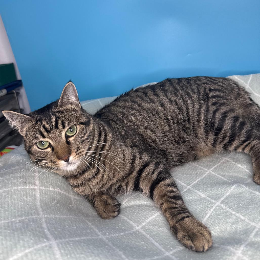 Fava Bean, a Adoptable Domestic Short Hair in San Antonio, TX image 6/6