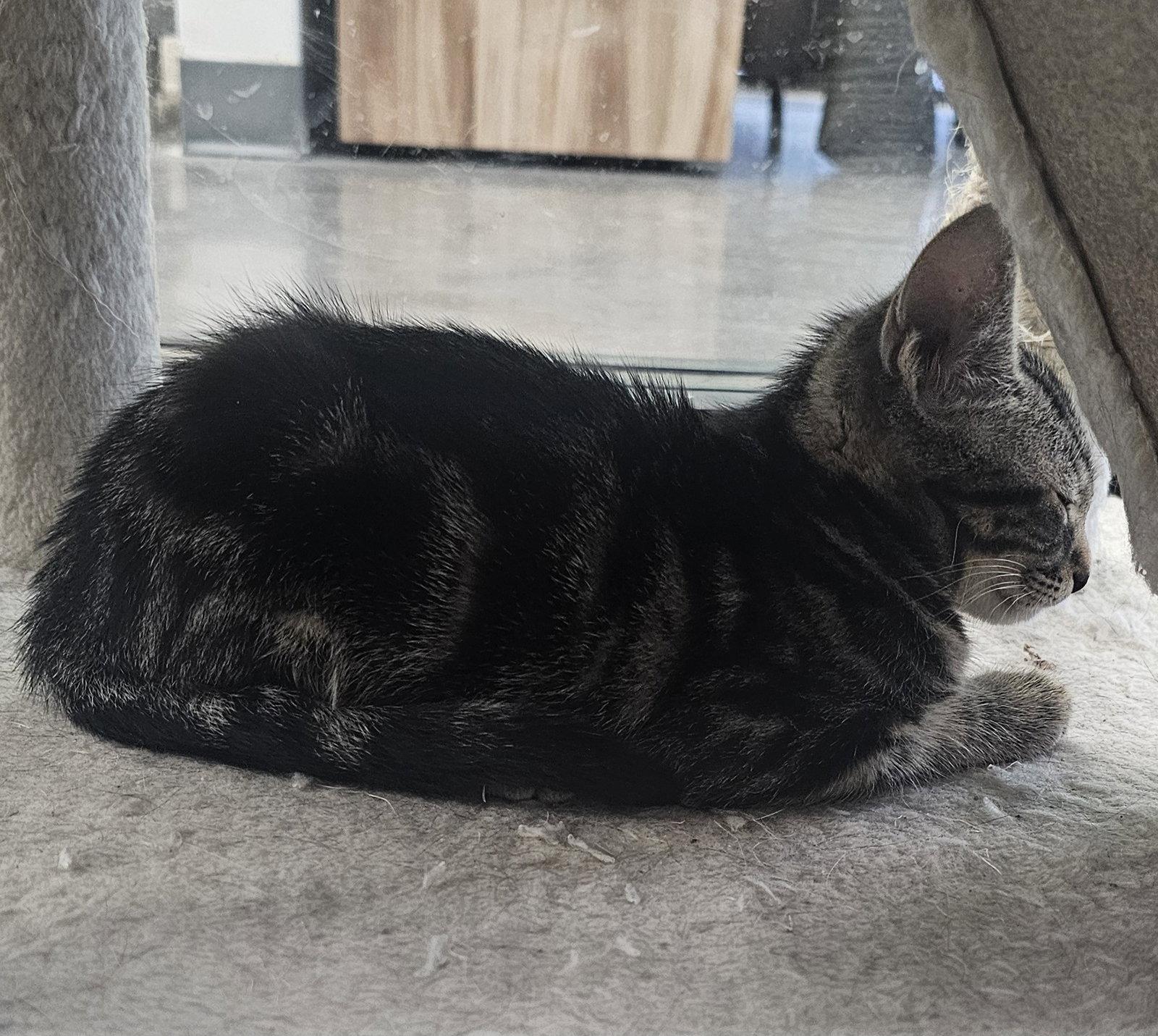 Asparagus & Avocado 4.12.26 (med waiver), a Adoptable Domestic Short Hair in Apopka, FL image 2/3