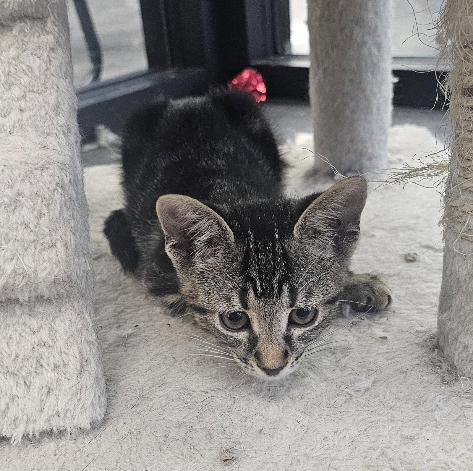 Asparagus & Avocado 4.12.26 (med waiver), a Adoptable Domestic Short Hair in Apopka, FL image 3/3