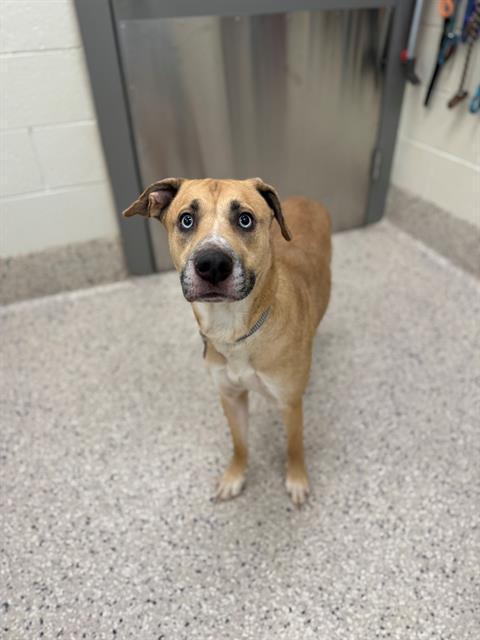 ARCTIC, Adoptable, Adult Female Siberian Husky & Labrador Retriever.