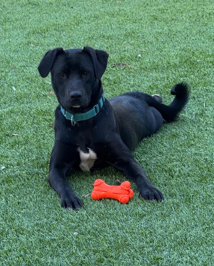 Enlarge Midge, a Adoptable mixed breed in Ellijay, GA image 1/3