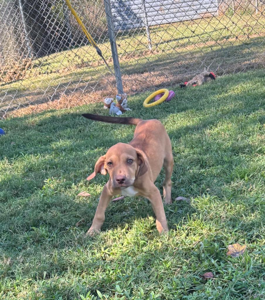 Enlarge Mozzarella, a Adoptable mixed breed in Metter, GA image 1/1