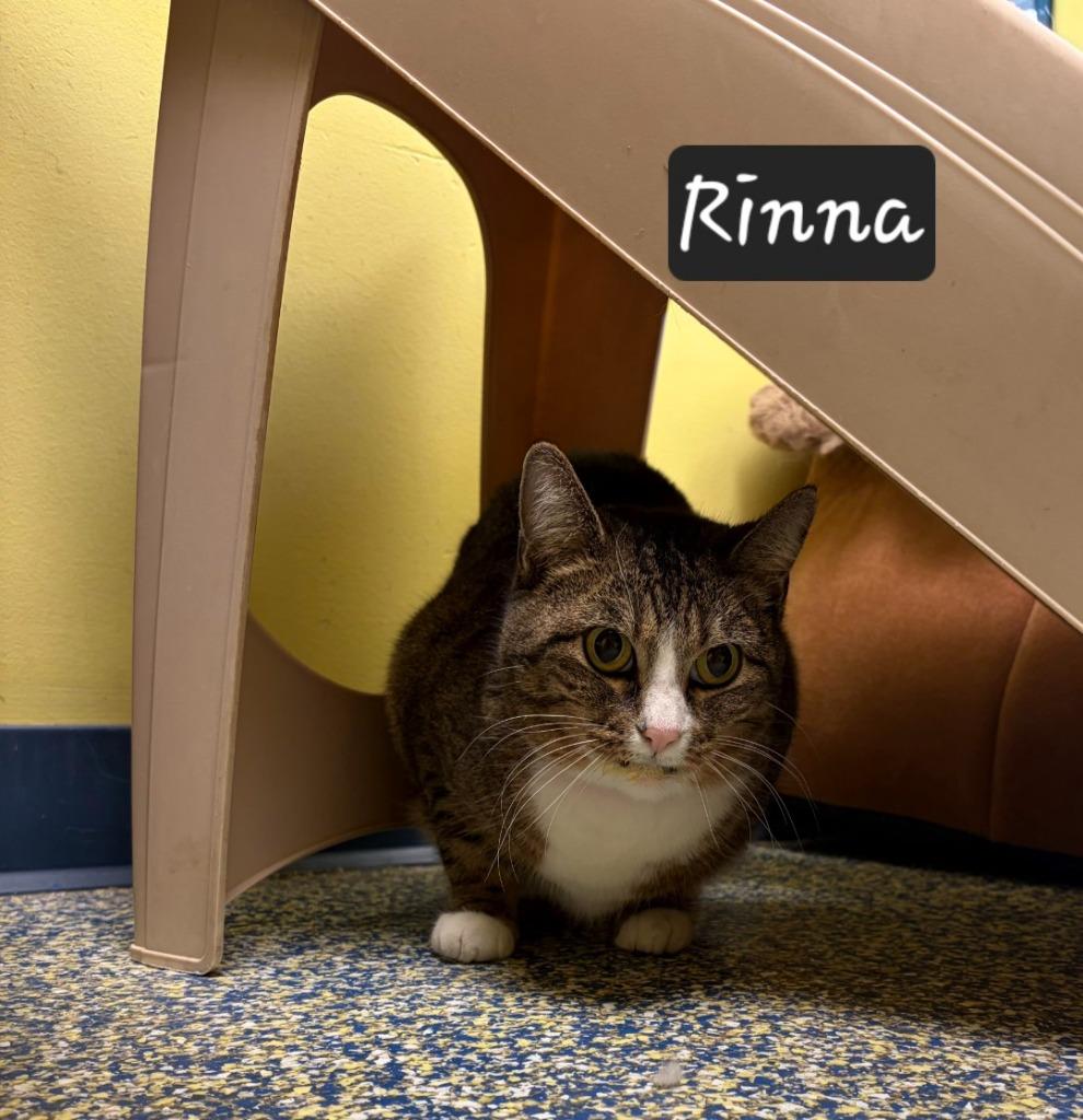 Rinna, Adoptable, Adult Female Domestic Short Hair.