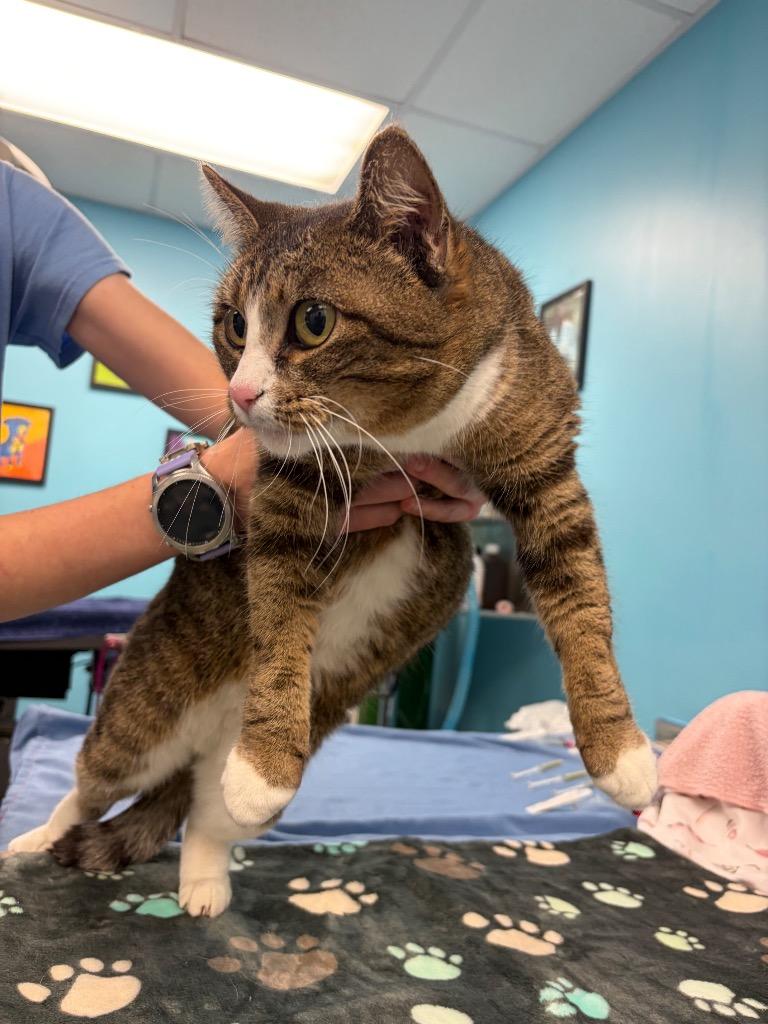 Enlarge Rinna, a Adoptable mixed breed in Maumelle, AR image 2/2