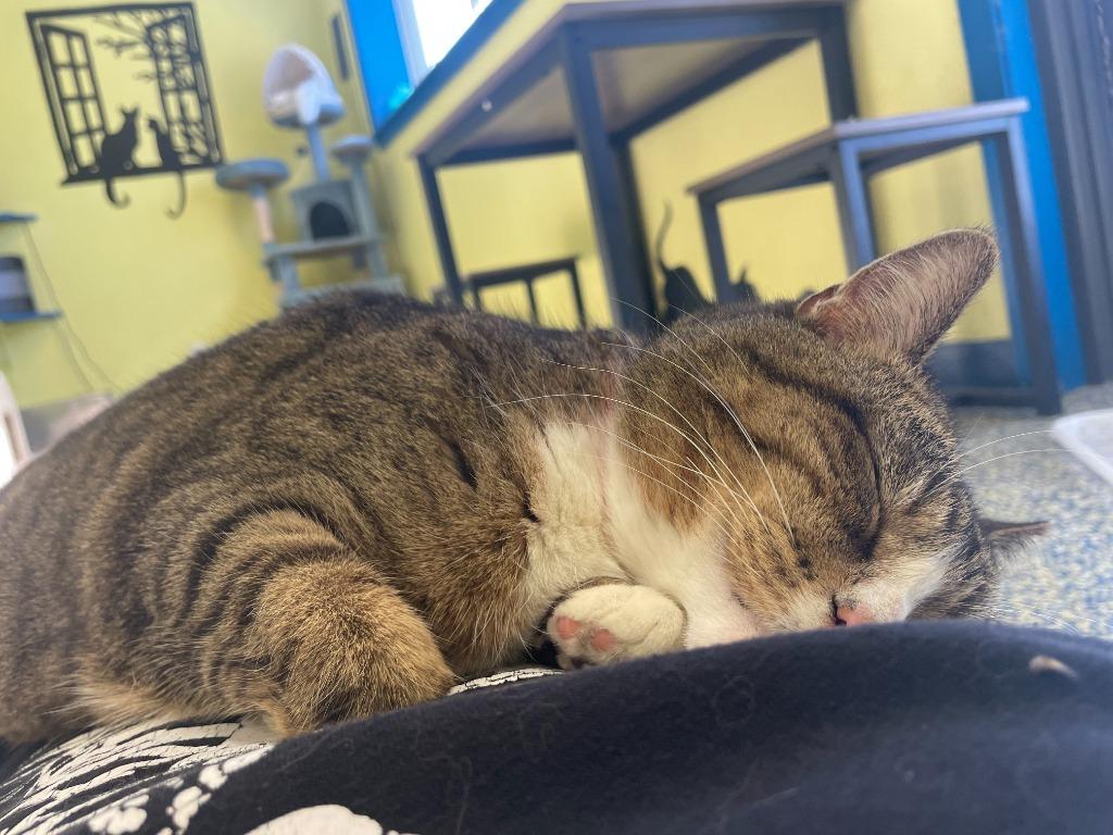 Enlarge Rinna, a Adoptable mixed breed in Maumelle, AR image 3/6