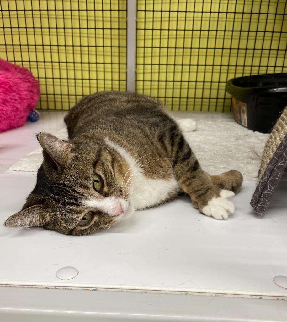 Enlarge Rinna, a Adoptable mixed breed in Maumelle, AR image 4/6