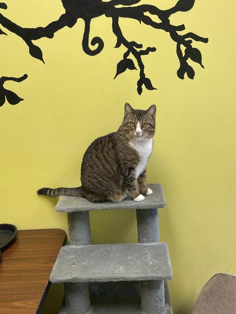 Enlarge Rinna, a Adoptable mixed breed in Maumelle, AR image 5/6