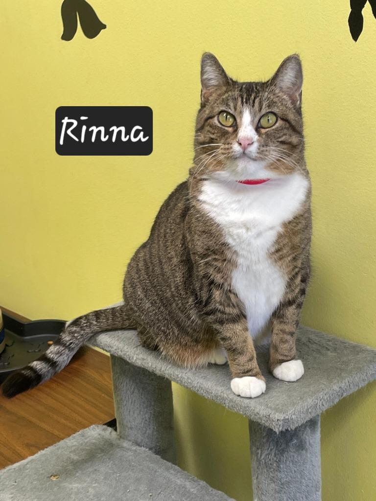 Enlarge Rinna, a Adoptable mixed breed in Maumelle, AR image 6/6