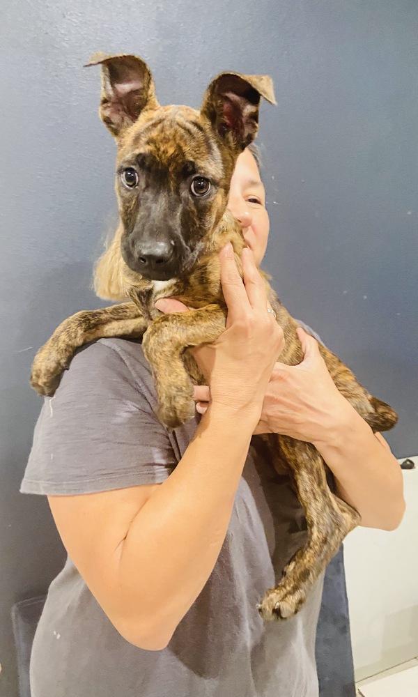 Ava, Adopted, Puppy Female Belgian Shepherd / Malinois.