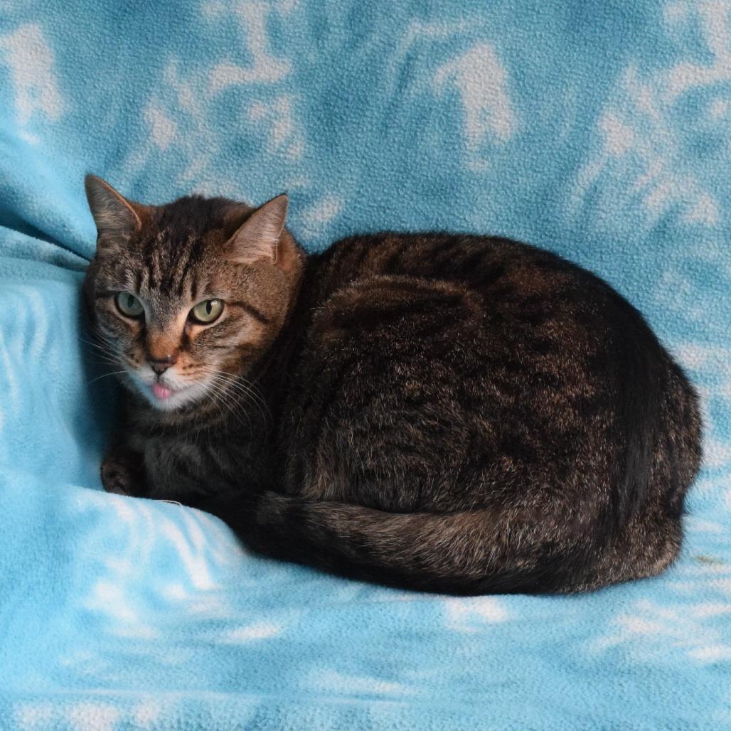 Velvet, Adoptable, Adult Female Domestic Short Hair.