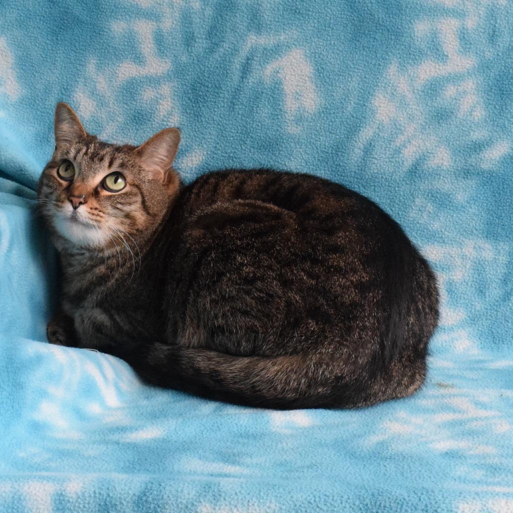 Enlarge Velvet, a Adoptable Domestic Short Hair in Eureka, CA image 2/4