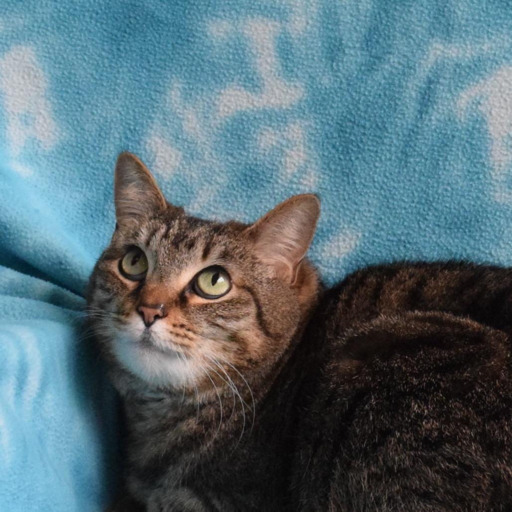Enlarge Velvet, a Adoptable Domestic Short Hair in Eureka, CA image 3/4
