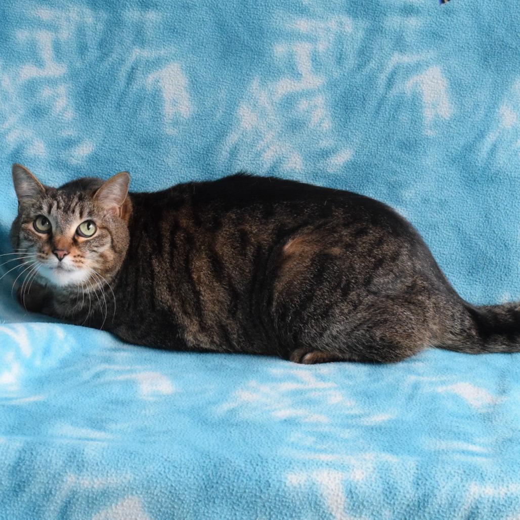 Enlarge Velvet, a Adoptable Domestic Short Hair in Eureka, CA image 4/4
