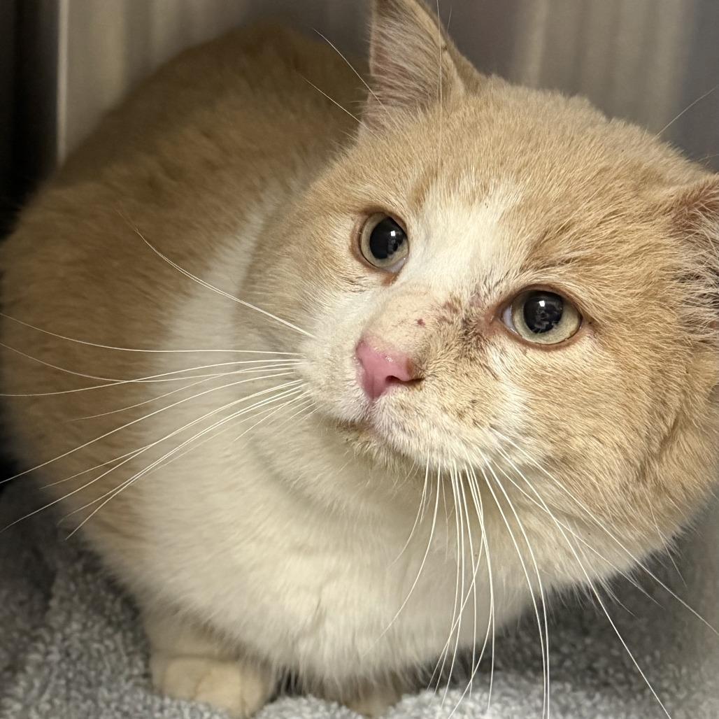 Enlarge Heathcliff, a Adoptable Domestic Short Hair in Marion, VA image 1/1