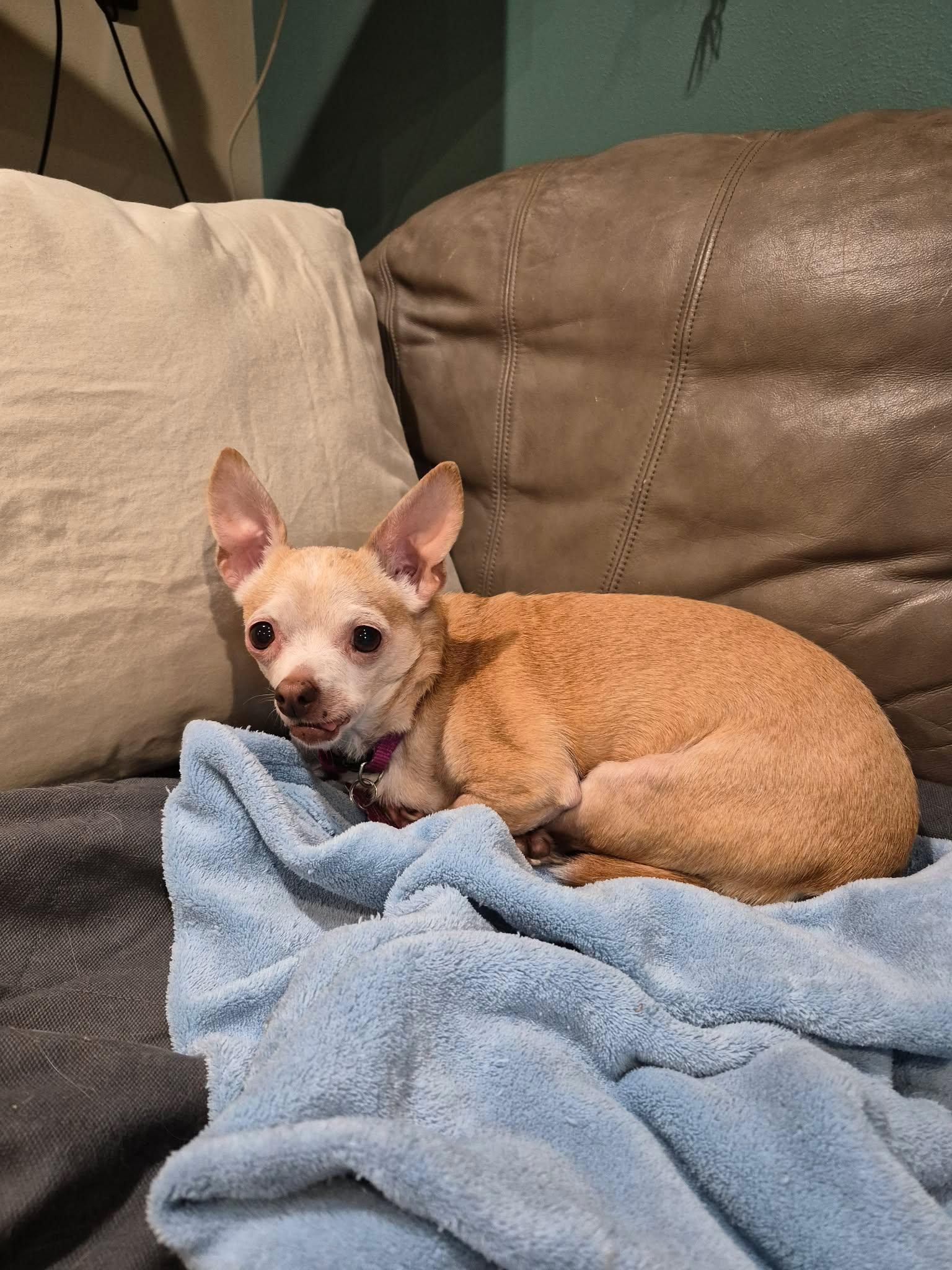 Fiona, an adopted Chihuahua in Whitewater, WI image 4/6