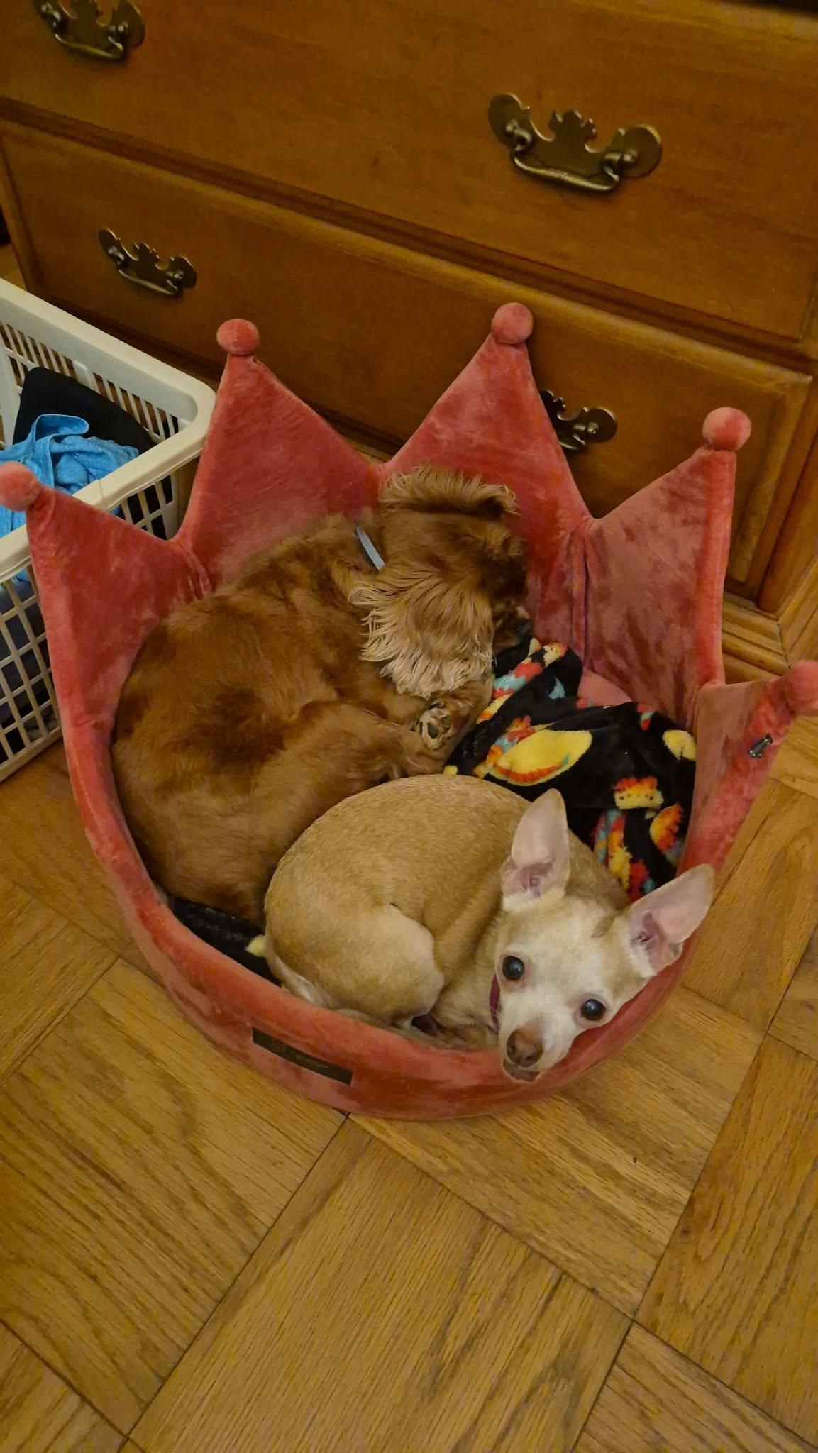 Fiona, an adopted Chihuahua in Whitewater, WI image 5/6